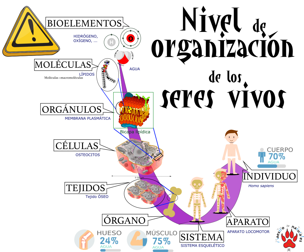 Niveles De Organizacion De Los Seres Vivos Con Ejemplos Images